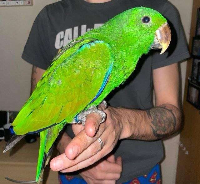 Solomon Island Eclectus Parrots For Sale Online - Live Parrots