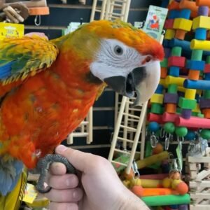 Buy Camelot macaw Online- Buy Macaw Online