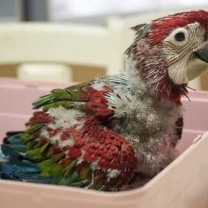 PRINCESS FEMALE SCARLET MACAW FOR SALE