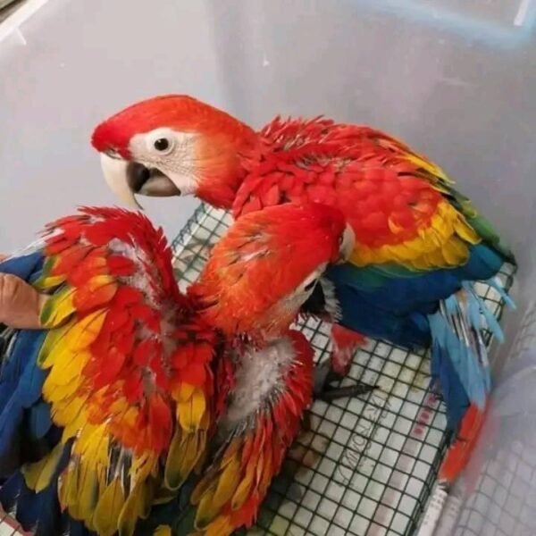 BENNY AND EVIE SCARLET MACAW FOR SALE