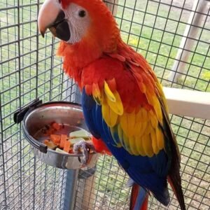 CHARLIE MALE SCARLET MACAW FOR SALE