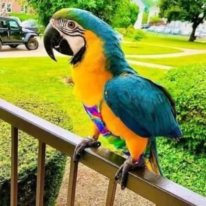 ANGEL FEMALE MACAW FOR SALE