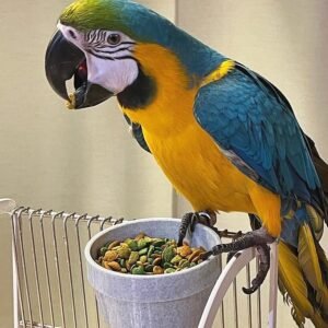 LUNA FEMALE MACAW FOR SALE