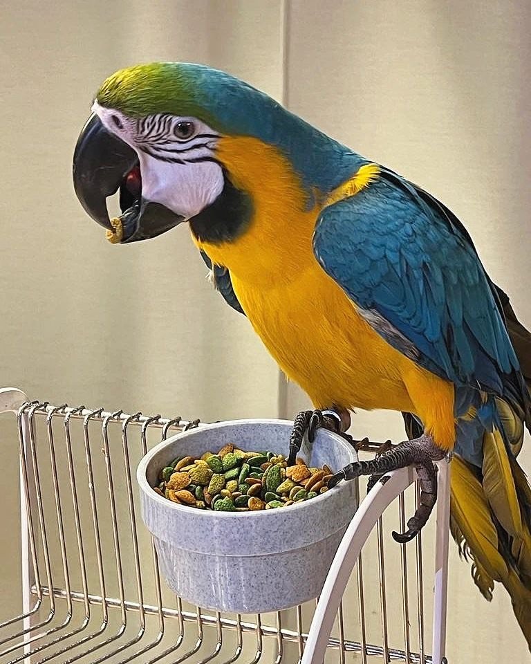 LUNA FEMALE MACAW FOR SALE