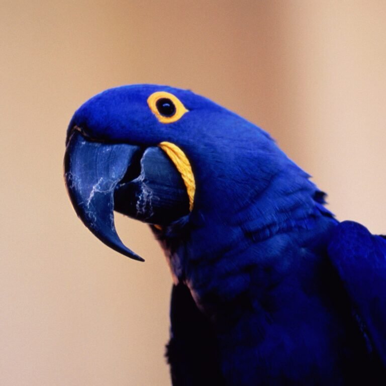 Buy Hyacinth macaw Online